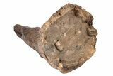 Fossil Triceratops Brow Horn - Montana #206508-10